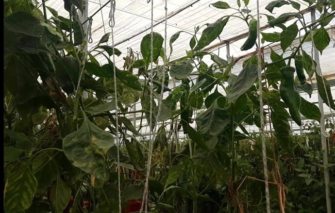 Cultivo bajo invernadero con rafia empleada para el entutorado.