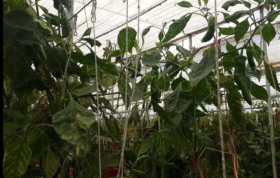 Cultivo bajo invernadero con rafia empleada para el entutorado.