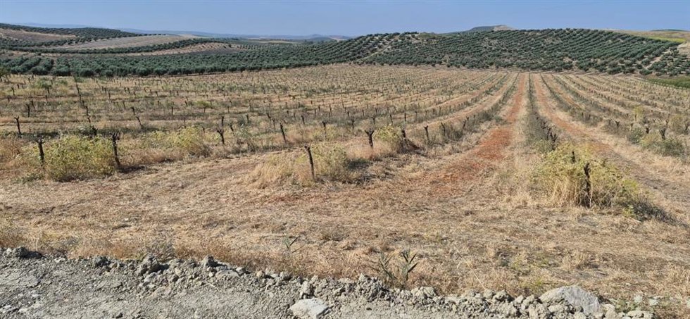 Una plantación de almendros cortados en la provincia de Córdoba.