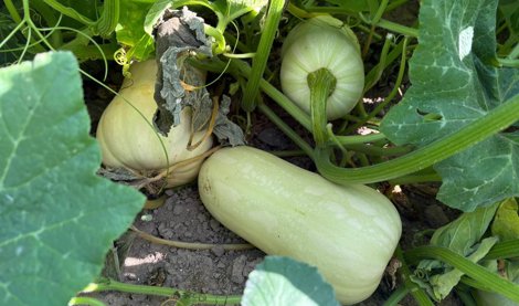 C. Valenciana