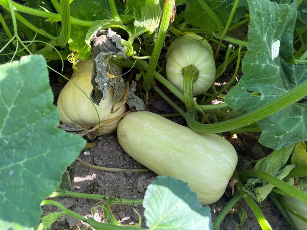 Calabazas