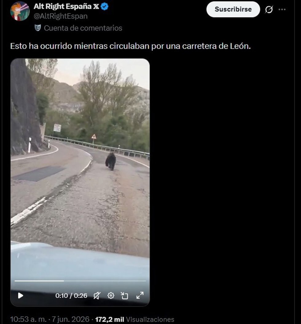 Vídeo en el que aparece un oso en una carretera de la provincia de León criticado por la Junta de Castilla y León.