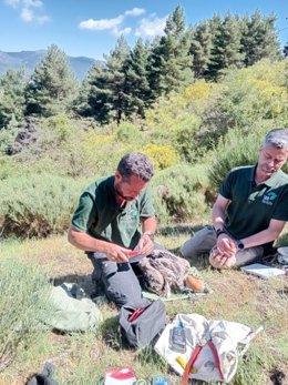 Rascafría.- Anillado el pollo de buitre negro protagonista de la cámara en directo de SEO/BirdLife instalada en su nido