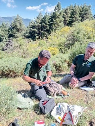 Rascafría.- Anillado el pollo de buitre negro protagonista de la cámara en directo de SEO/BirdLife instalada en su nido