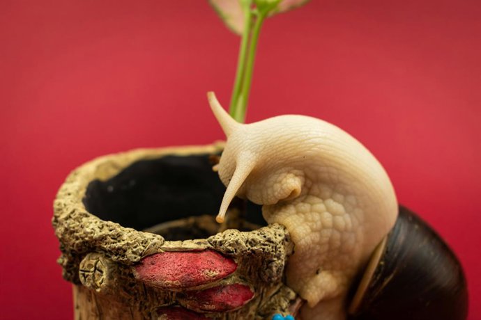 Un caracol arrastrándose por la superficie de una planta en maceta