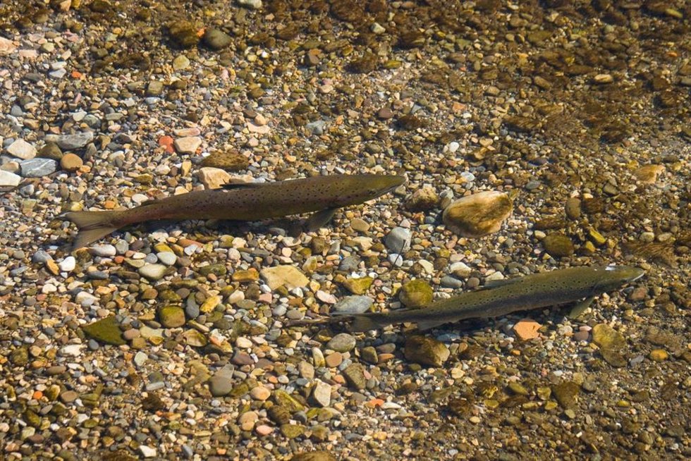 Archivo - Salmon Atlántico