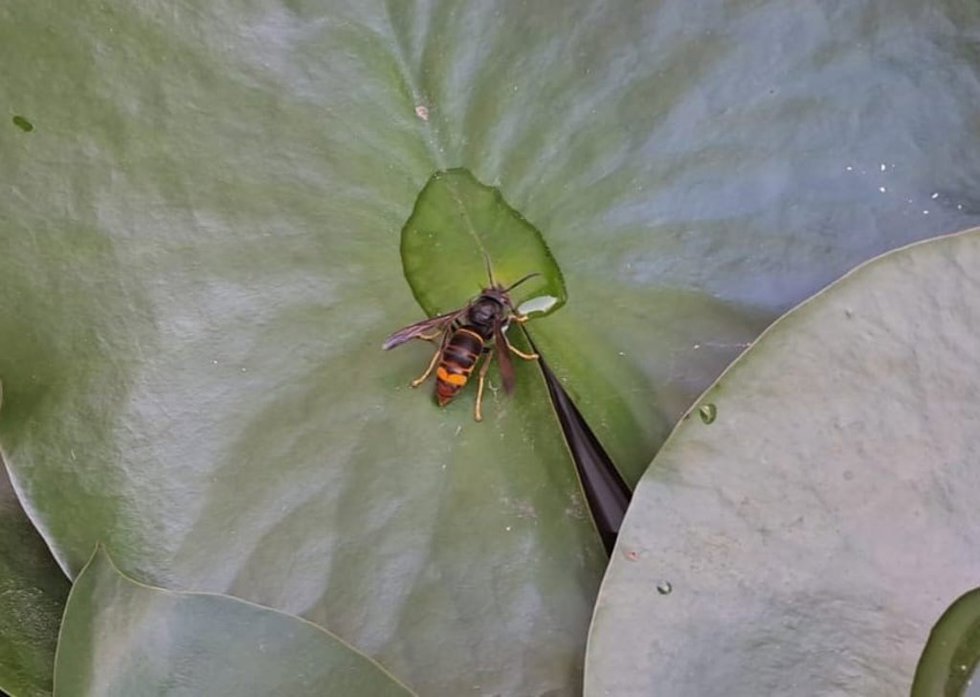 Avispa asiática