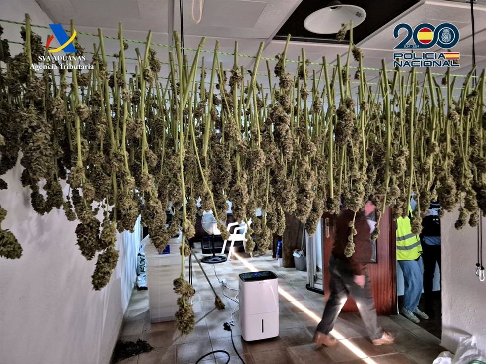 Plantación de marihuana en una nave de La Luisiana