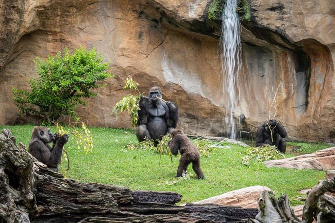 Familia de gorilas en Bioparc Fuengirola