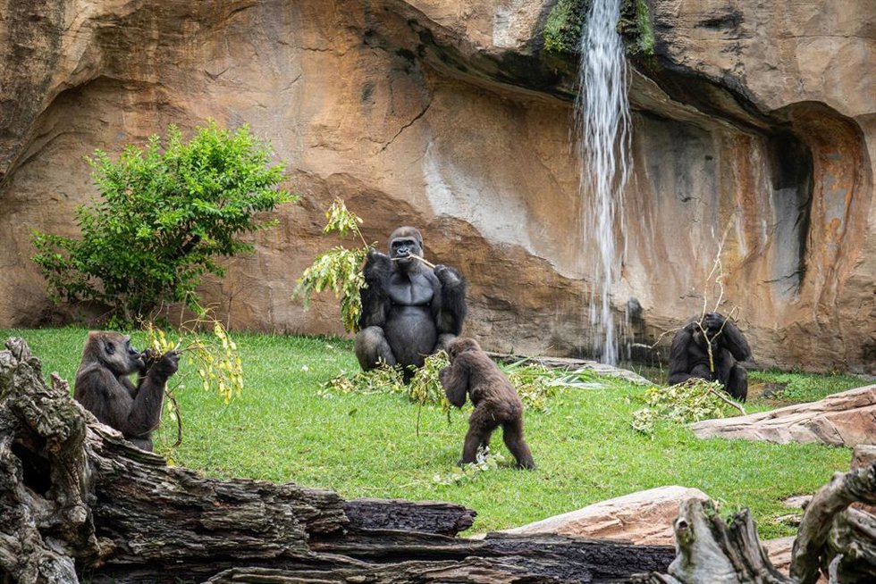 Familia de gorilas en Bioparc Fuengirola
