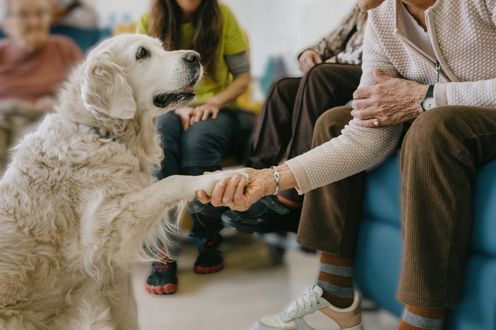 La Fundación Royal Canin y la Fundación ACAVALL colaboran para crear un programa de intervención asistida con perros en residencias de personas mayores
