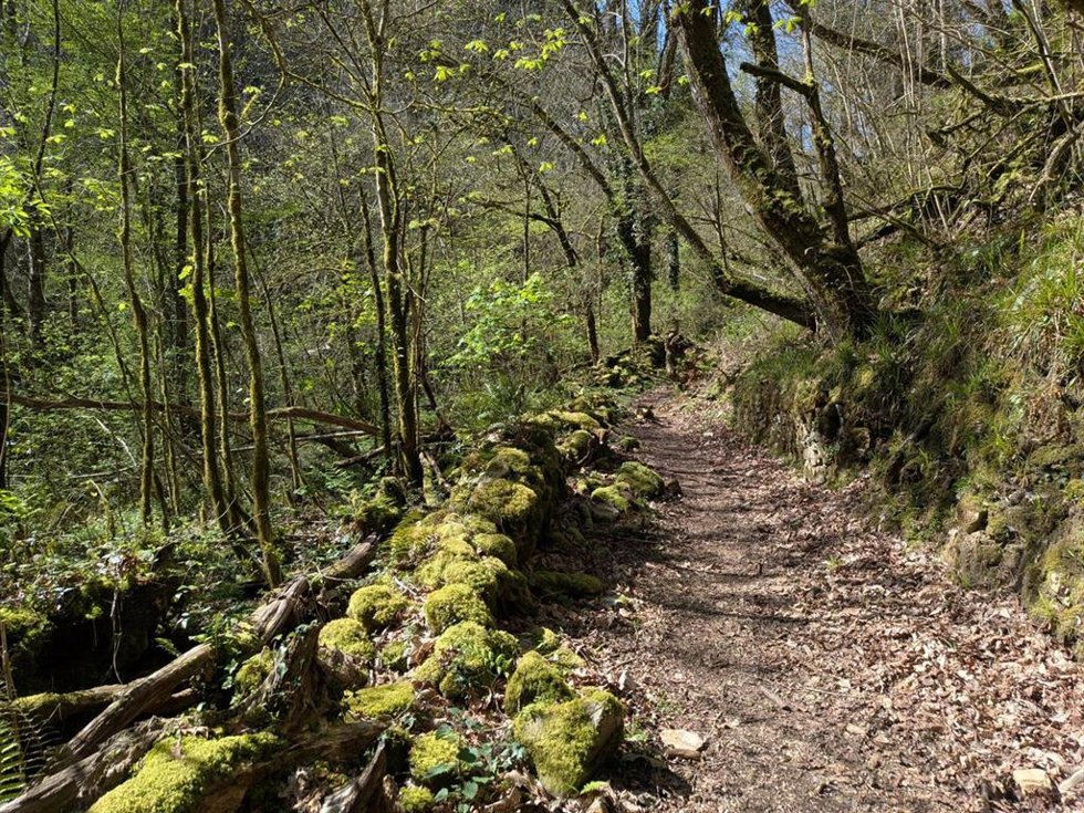 Archivo - Una senda en Asturias