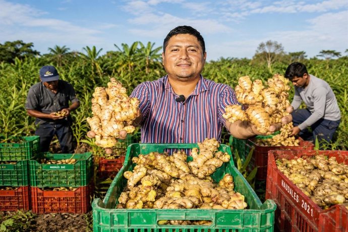 Perú.- Envíos de jengibre se dinamizan en últimos años y conquistan 53 mercados internacionales