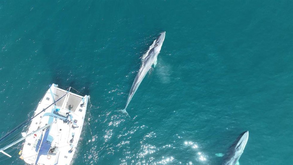 El Instituto de Oceanografía detecta una "progresiva recuperación poblacional" de las ballenas en aguas gallegas