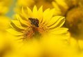 Andalucía superará las 195.000 hectáreas sembradas de girasol esta campaña, un 20% más
