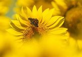 Foto: Andalucía superará las 195.000 hectáreas sembradas de girasol esta campaña, un 20% más