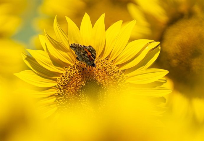 Andalucía superará las 195.000 hectáreas sembradas de girasol esta campaña, un 20% más.