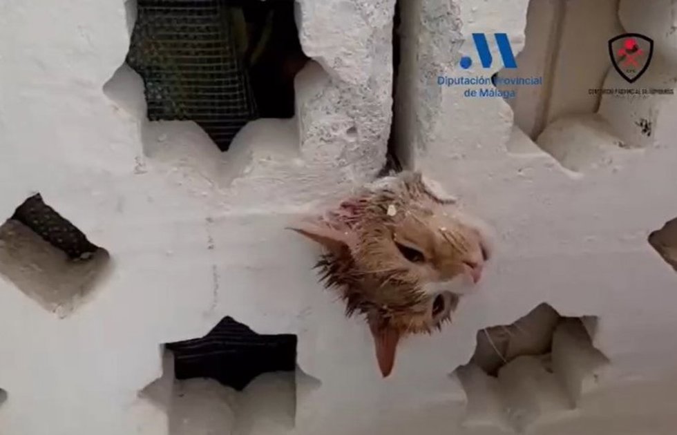 Bomberos rescatan un gato con la cabeza atrapada en la celosía de una vivienda en Estepona