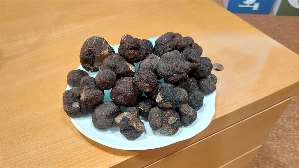Archivo - Trufa negra.