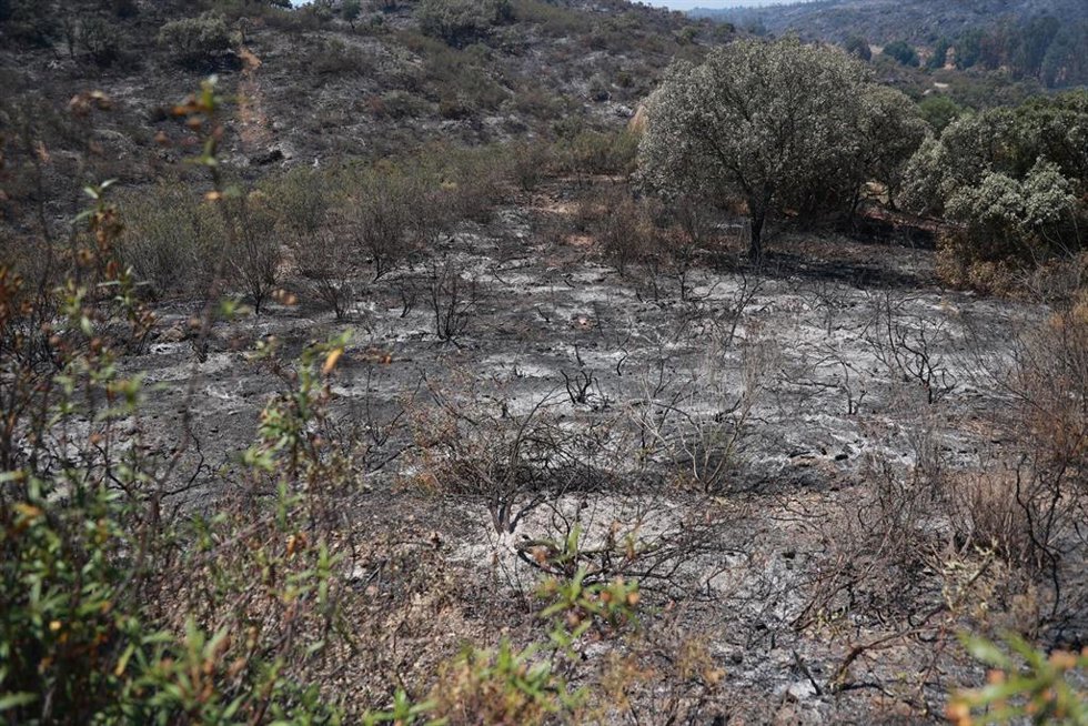 Parte de la zona arrasada por el incendio forestal que se inció el lunes en Villanueva de los Castillejos.
