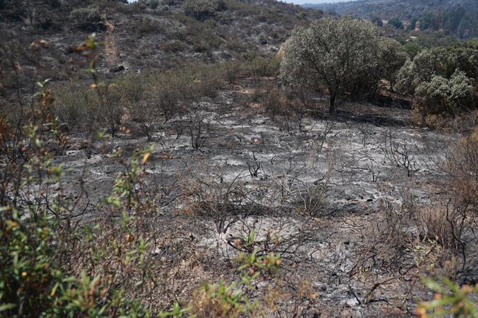 Parte de la zona arrasada por el incendio forestal que se inció el lunes en Villanueva de los Castillejos.