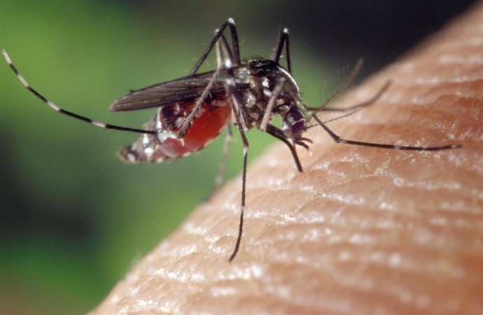 Archivo - Mosquito Tigre en Euskadi