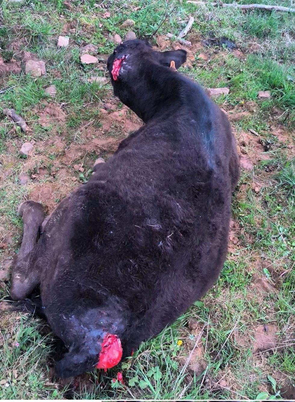 UCCL reclama medidas ante la muerte de más de 3.900 cabezas de ganado por ataques de lobo en CyL en 2024   .