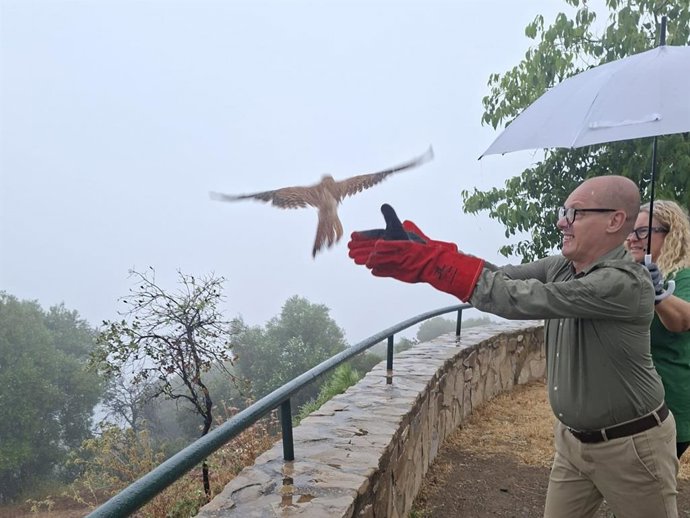 Liberadas a su medio natural cinco aves tras ser recuperadas por el CREA de Málaga