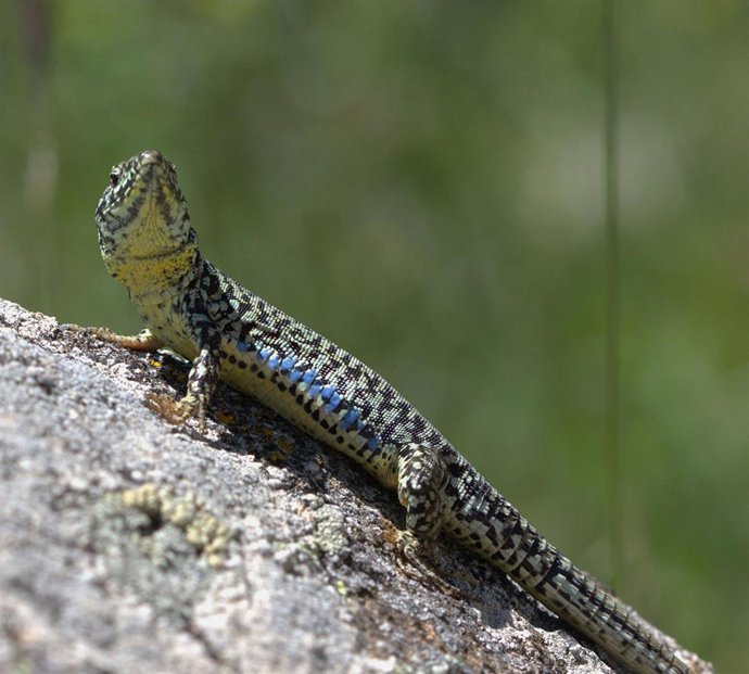 Lagartija