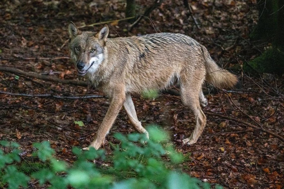 Archivo - Lobo.