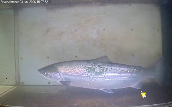 Captura de imagen del paso de un salmón ante la cámara.