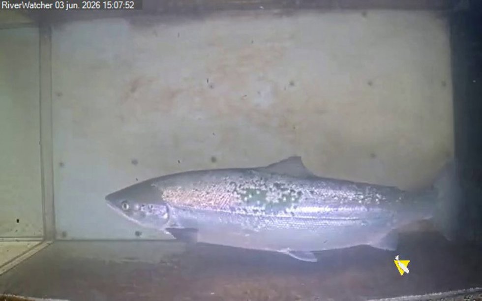 Captura de imagen del paso de un salmón ante la cámara.