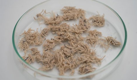 C. Valenciana