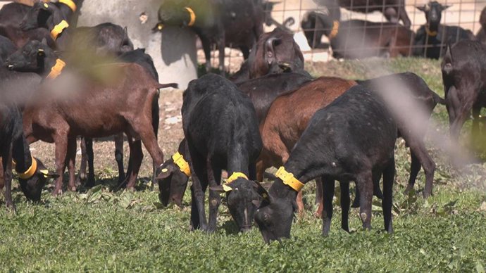 Archivo - Vacas en una explotación ganadera aragonesa.