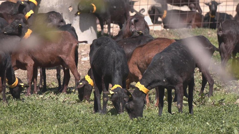 Archivo - Vacas en una explotación ganadera aragonesa.
