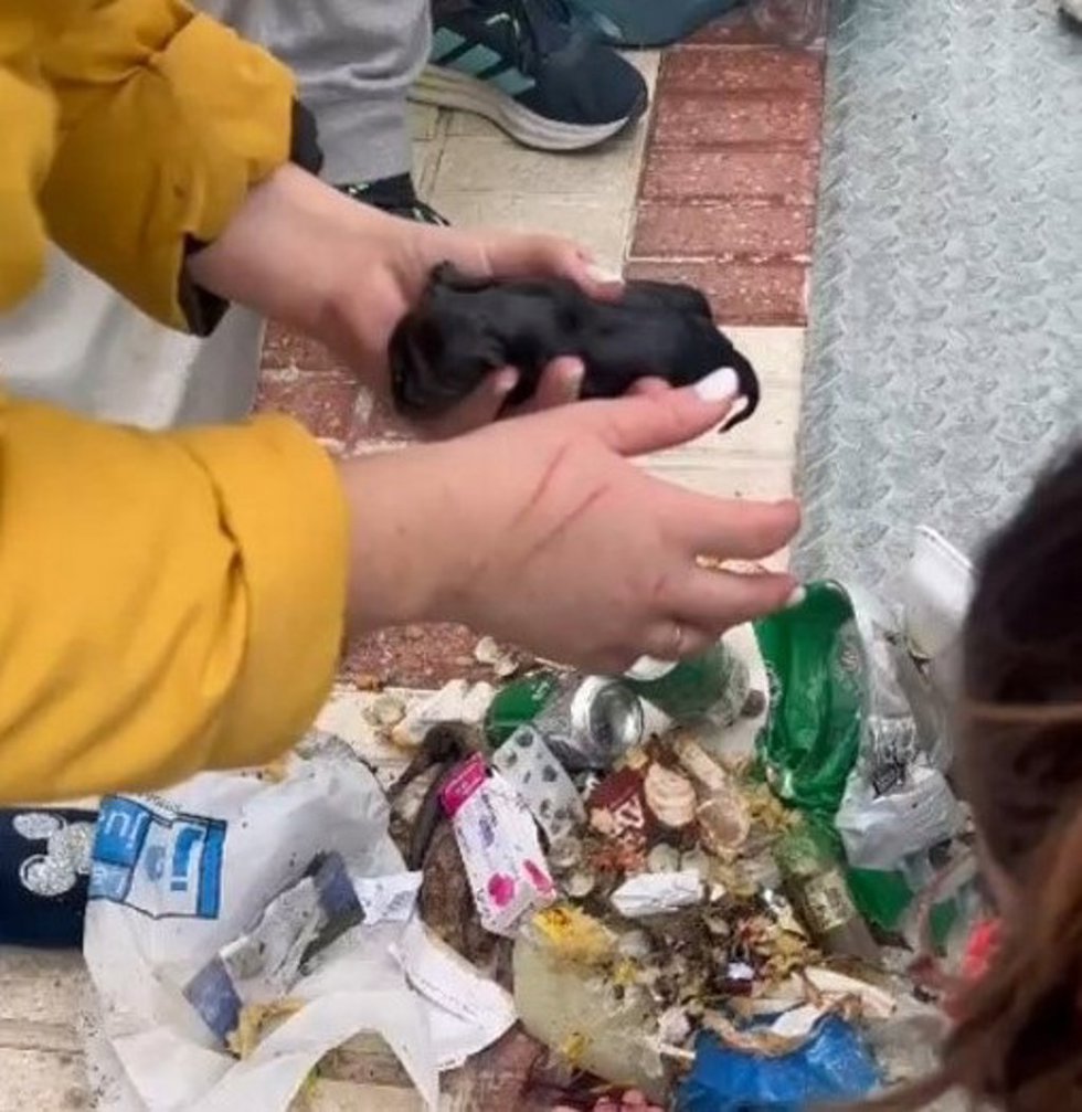 Uno de los cachorros que fueron arrojados al contenedor.