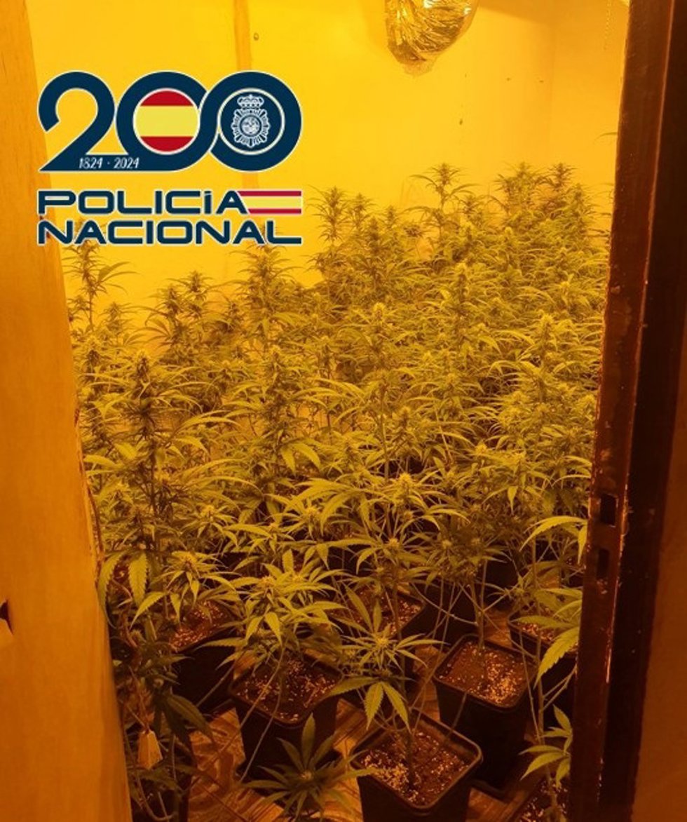 Plantas de marihuana intervenidas en la zona norte de Granada.