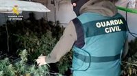 Detenidas tres personas por una plantación de 200 plantas de marihuana en La Rinconada (Sevilla)