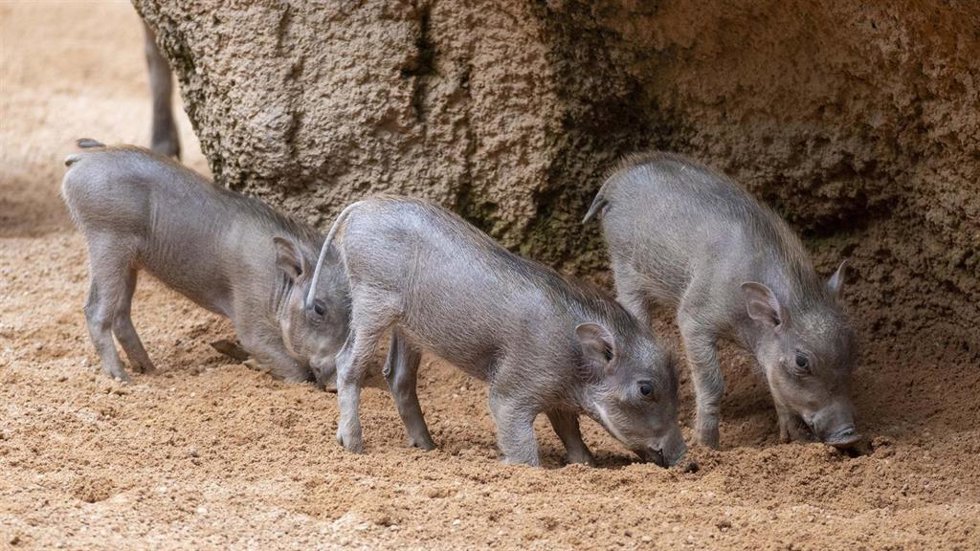 Crías de facóqueros en Bioparc