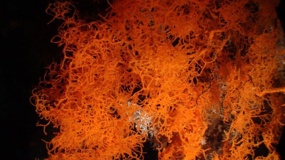 Archivo - Coral negro (Leiopathes glaberrima). Expedición Oceana Ranger 2010.