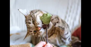 Catnip o hierba gatera: qué es y por qué algunos gatos se vuelven locos con ella