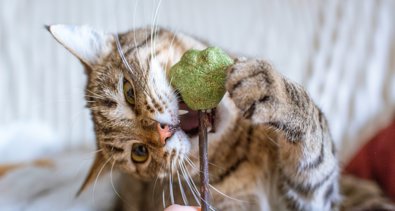 Curiosity