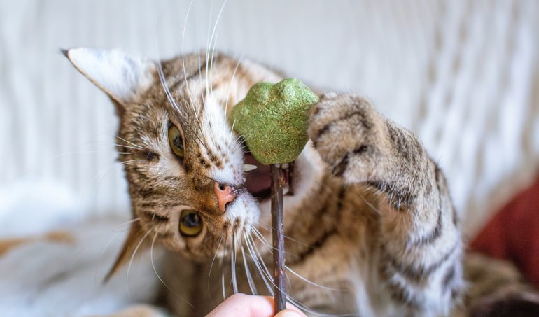 Curiosity