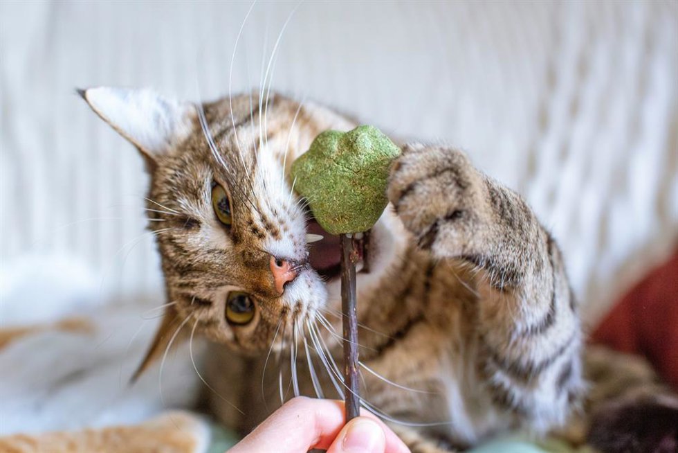 Un gato muerde un juguete con hierba gatera