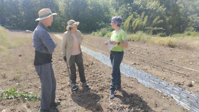 En total se han plantado más de 1400 cebollas que este año servirán para producir bulbos que se recolectarán en septiembre y se volverán a plantar el año que viene.