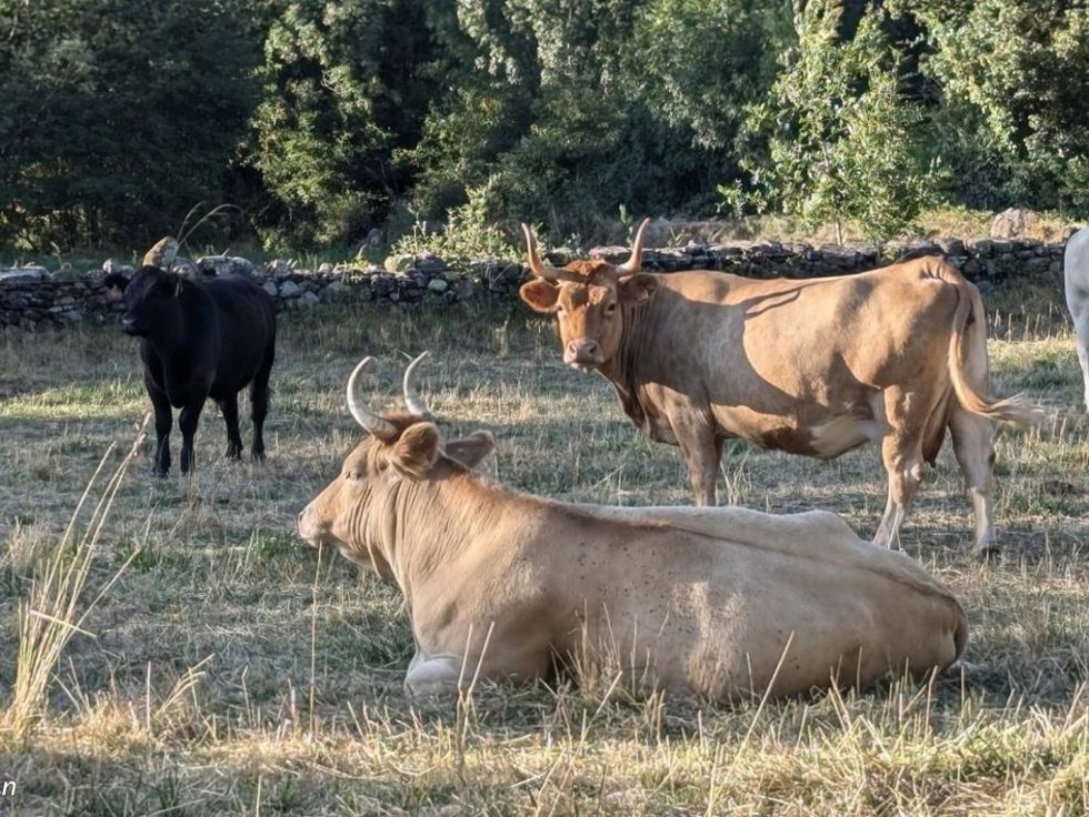 El libro describe el sector de producción de carne de vacuno y apunta las estrategias para afrontar estos retos mejorando su competitividad.