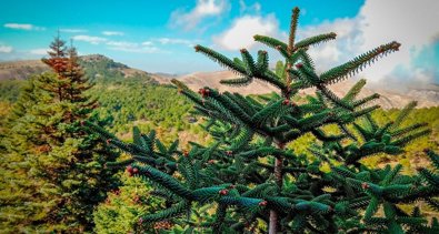 Andalucía Verde