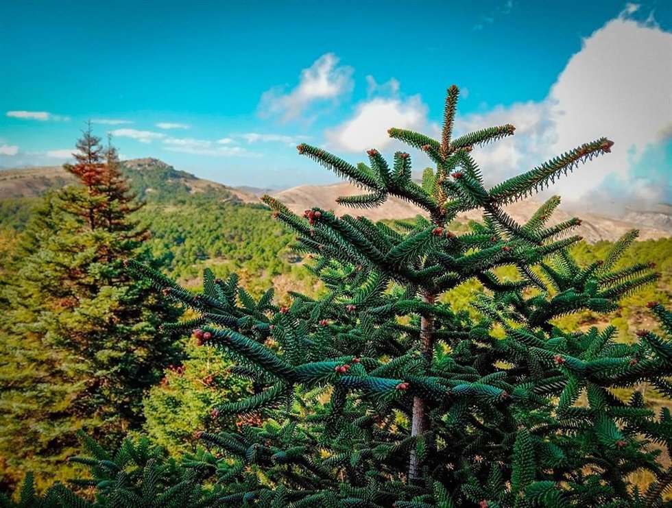 Imagen de un pinsapo.