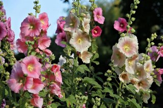 La flor que muchos ven en las fachadas de los pueblos y que tenía una función más allá de decorar