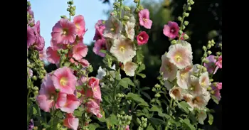 La flor que muchos ven en las fachadas de los pueblos y que tenía una función más allá de decorar